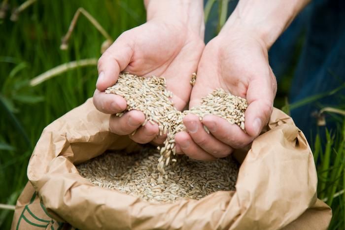 Økologiske råvarer til profesjonelle bakerier
