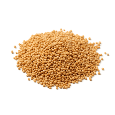 Sennepsfrø, gule, hel, 1 kg, økologisk